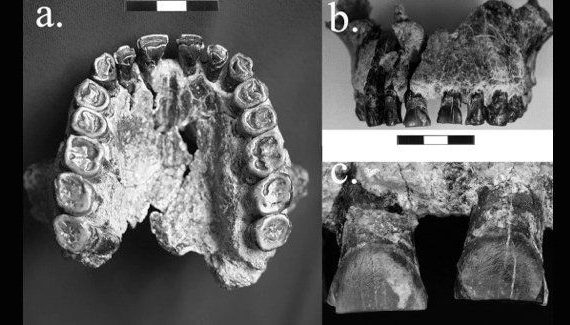 Απολιθώματα δοντιών δείχνουν ότι οι πρώτοι άνθρωποι ήταν δεξιόχειρες