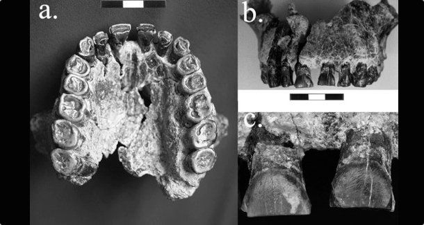 Απολιθώματα δοντιών δείχνουν ότι οι πρώτοι άνθρωποι ήταν δεξιόχειρες