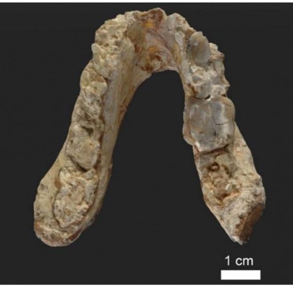 Απολιθώματα δοντιών και γνάθων οδηγούν στον πρόγονο του ανθρώπου!