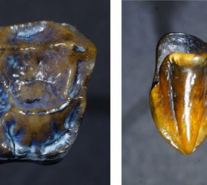 Συγκλονιστική ανακάλυψη αρχαίων δοντιών ξαναγράφει την ανθρώπινη ιστορία!
